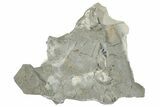 Ordovician Graptolite (Didymograptus) Plate - Utah #271747-1
